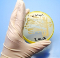 bacteria in petri dish